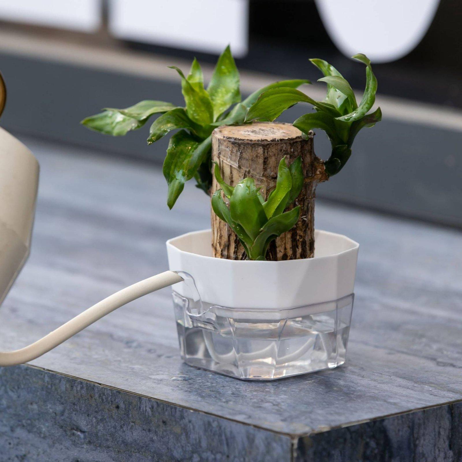 แจกันปลูกพืชแบบไฮโดรโปนิกส์สอง - Self-Watering Planter บทวิจารณ์และราคา
