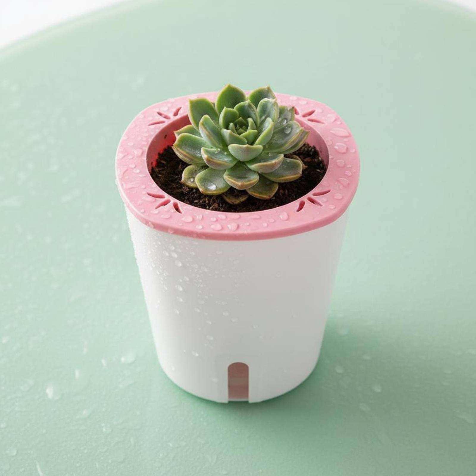 กระถางปลูกต้นไม้แบบรดน้ำเองได้ - Self-Watering Planter บทวิจารณ์และราคา
